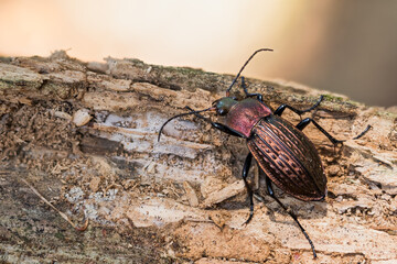 Macro image of an insect in Germany