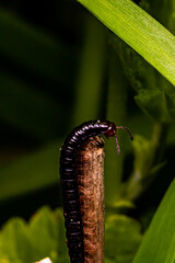 macro of a caterpillar