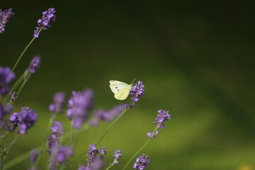 Buterfly cabbage butterfly on flower, macro. Pieris brassicae pollinating lavender in the garden.