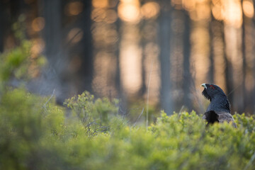 Western Capercaillie - Auerhuhn - Tetrao urogallus ssp. crassirostris, Germany (Baden-Württemberg), adult male