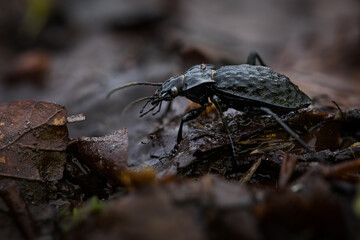 Macro image of an insect in Germany