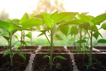 Closeup of seedling of green plants in pots on window sill - bell peppers or other vegetables seedling. Balcony gardening, self-sufficient home and organic homegrown food concept. Selective focus