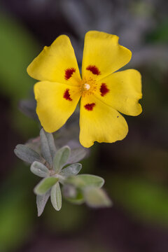 Lisbon false sun rose (halimium lasianthum) flower
