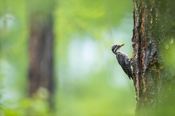 Three-toed Woodpecker, Picoides tridactylus ssp. tridactylus