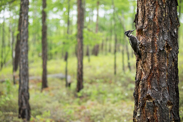Three-toed Woodpecker, Picoides tridactylus ssp. tridactylus