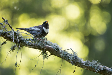 Ring Ouzel - Ringdrossel - Turdus torquatus ssp. alpestris, Germany )Baden-Württemberg), adult male