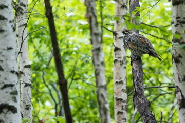 Hazel Grouse - Haselhuhn - Bonasa bonasia ssp. sibiricus, Russia (Baikal), adult, male