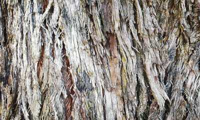 background grunge texture of tree bark closeup