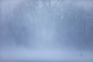 Grey Heron - Graureiher - Ardea cinerea ssp. cinerea, France (Alsace), adult