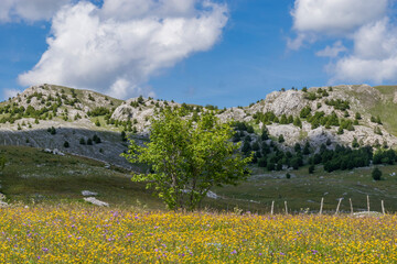 meadow with flowers