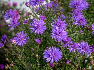 Obraz premium Close-up small autumn blue asters.