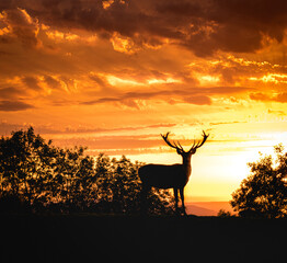 deer at golden hour