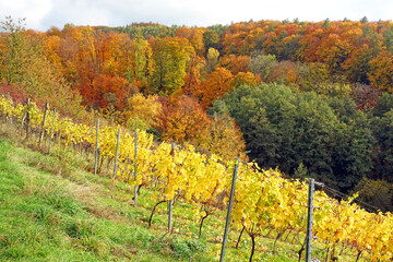 Fototapeta premium Weinberg bei Hoerstein