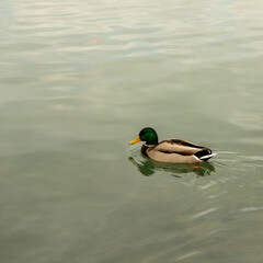 2 - Photograph of a duck in a watercourse, Real duck, Mallard duck, male duck