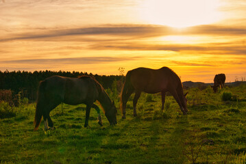 Fototapeta na wymiar Cavalos pastando ao pôr do sol