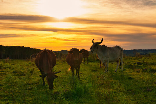 Vacas no campo ao p&ocirc;r do sol