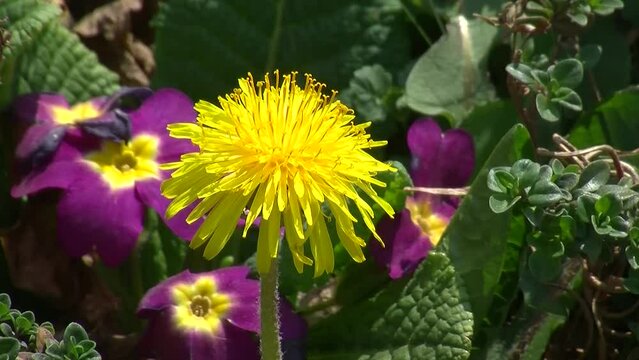 Mitten unter violetten Primeln ein L&ouml;wenzahn (Kamerazoomfahrt, Nahaufnahme)