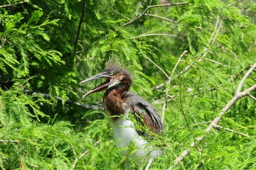 Tricolored heron chick in the nest in Florida wild 