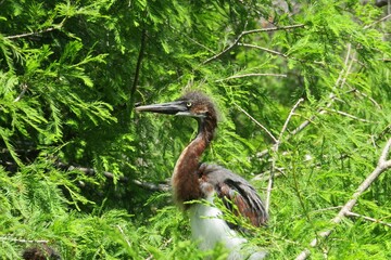 Tricolored heron chick on the nest in Florida wild, closeup 