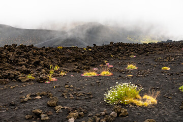 Mount Etna volcanic landscape and its typical vegetation, Sicily