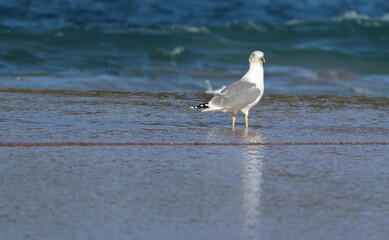 seagull on the beach with its legs in the water