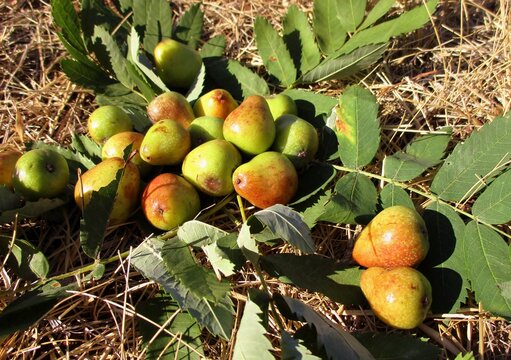 Fruits and leaves sorb (Sorbus domestica) on the straw