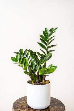 white pot with zamioculca