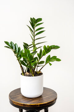 zamioculca in white pot on industrial stool