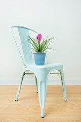 Tillandsia in blue pot on chair