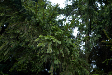 Fototapeta premium green fir tree in the forest