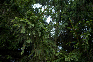 green fir tree in the forest