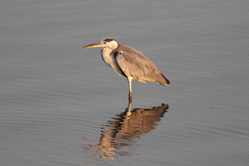 Great heron portrait