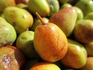 Fruits du cormier (Sorbus domestica). 
