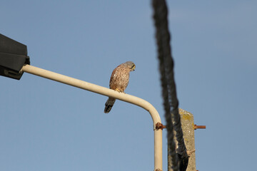Perched hawk watching for prey