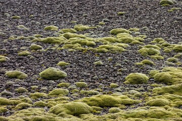 Stone field in Iceland covered by green Cetraria islandica moss