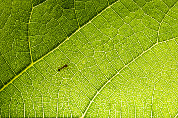 Hormiga camina sobre hoja verde 