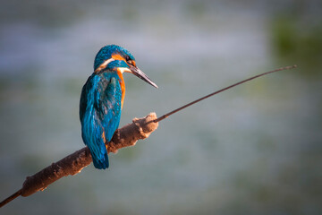 Martín pescador común. (Alcedo atthis) en su posadero