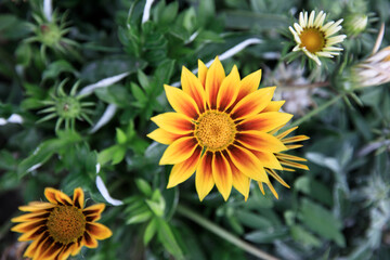 yellow flower in garden