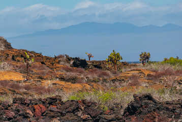 Desert Island landscape in the Galapagos