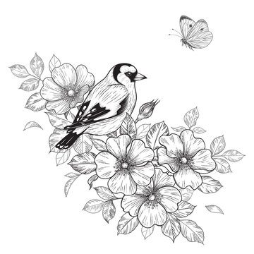 recommend clip art: Hand Drawn Goldfinch Sitting on Dog-Rose Branch