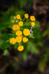 Tansy flower, Tanacetum vulgare, growing on Etna Volcano lava, Sicily