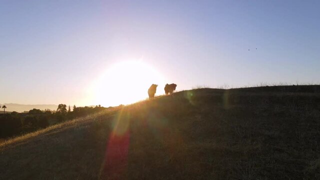2020 - An excellent aerial shot of bison at sunset in San Luis Obispo, California.