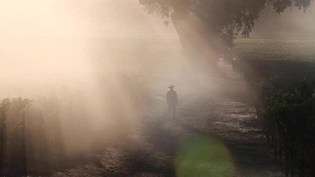 Beautiful backlit clip of a man, wearing a cowboy hat walking in a the sunlit fog in a Pope Valley vineyard, California.