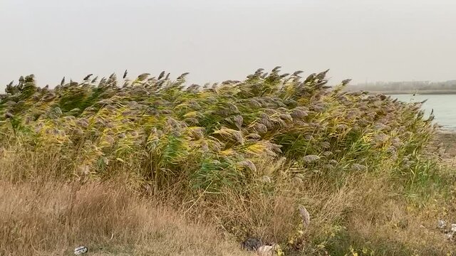 The reeds flutter in strong wind. Steppe grasses in an autumn overcast field bend under a hurricane. bad weather. Storm wind in Rostov region of Volgodonsk, Russia. Slow-motion video. Copy space