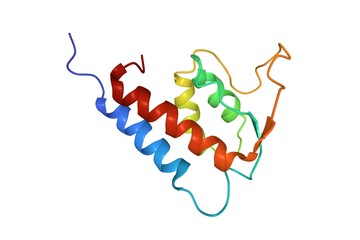 Structure of human interleukin-13, 3D cartoon model isolated, white background
