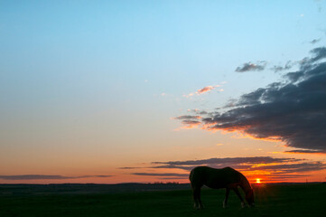 Horses grazing, walking at sunset with picturesque sky