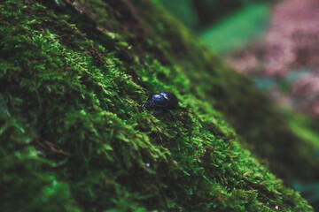 Black stag beetle in the forest on a green moss.