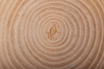 Macro photography of the slice with beautiful curved veins and round age rings.Beautiful tree pattern.