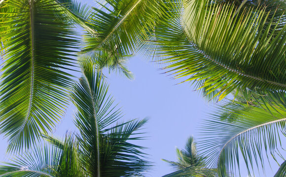 Puerto Rico. Palm leaves against blue sky