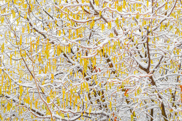 Inflorescences of blooming hazelnut covered with snow, yellow white winter sketch